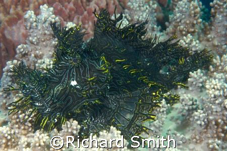 My first Rhinopias, Lacy Scorpionfish.  One of the most a... by Richard Smith 