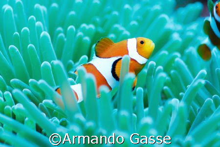 Clown Fish by Armando Gasse 