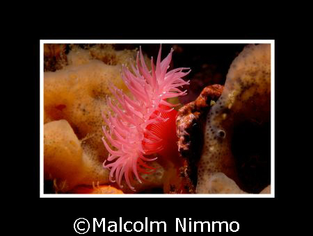 Profile of an anenome - Vancouver Island... by Malcolm Nimmo 
