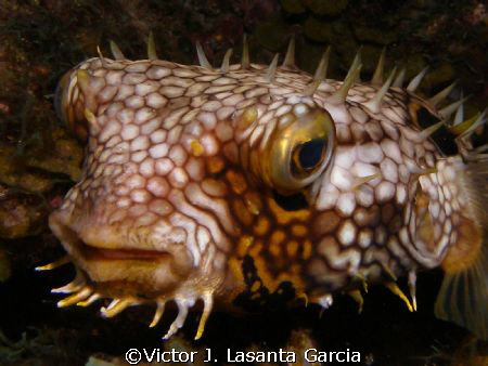 nigth look of a porcupinefish at wreck city dive site in ... by Victor J. Lasanta Garcia 