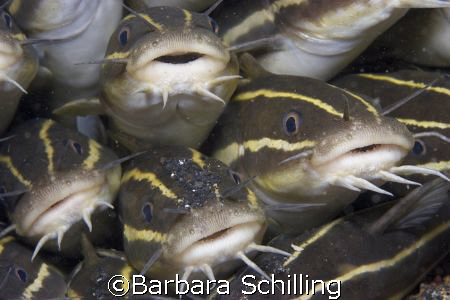 Comfort in numbers. Striped catfish in Lembeh Strait by Barbara Schilling 