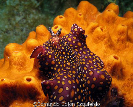Beautifull sea slug by Edmundo Colon-Izquierdo 
