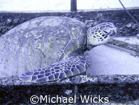 Sea Turtle at 96' depth hanging out on a ladder.  Taken o... by Michael Wicks 