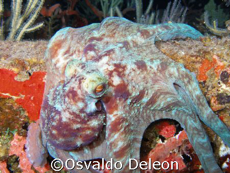 Octopus, River Wreck at St. Kitts night dive. by Osvaldo Deleon 