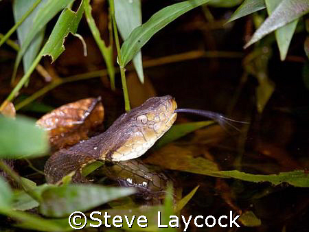 6 foot pit viper takes a swin in a creek in the Amazon Ra... by Steve Laycock 