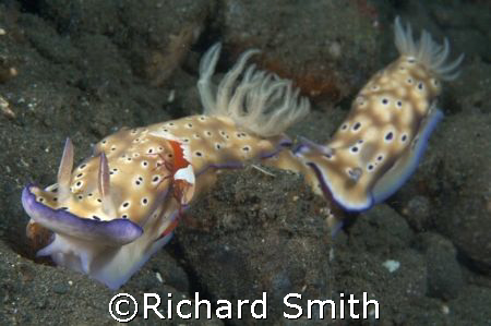 Couple of Nudibranchs (Risbecia tryoni) with a pair of Im... by Richard Smith 