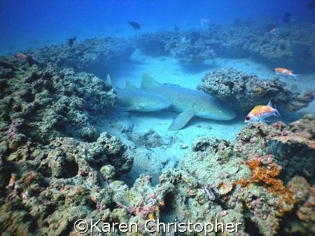 Two nurse sharks, an adult and juvenile, rest in a blow-o... by Karen Christopher 