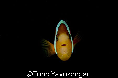 Clownfish taken at Sipadan Island,D200 2 Ys200 60mm. by Tunc Yavuzdogan 