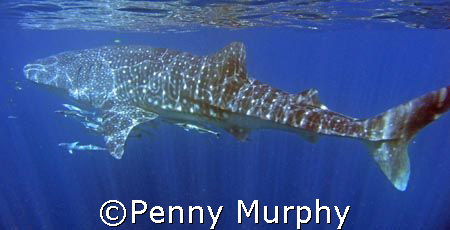 Mighty Whaleshark, Coral Bay Western Australia.   Love th... by Penny Murphy 