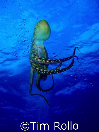 Octopus swim, Maui Hi.  Olympus Camera and housing by Tim Rollo 