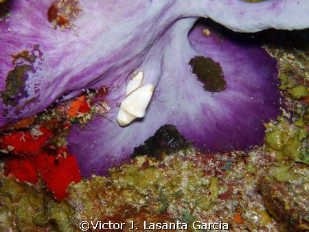flamingo tongue out of the shell,,rare!!!! at hole in the... by Victor J. Lasanta Garcia 