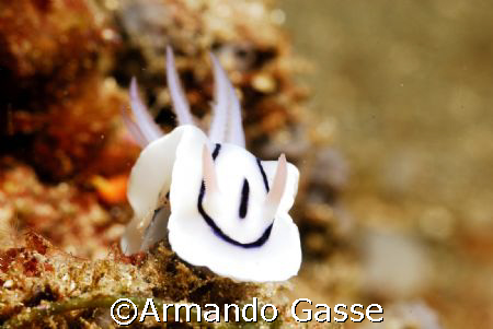 smiling nudibranch by Armando Gasse 