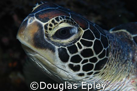 sea turtle taken at wakatobi, d70 with 60mm by Douglas Epley 