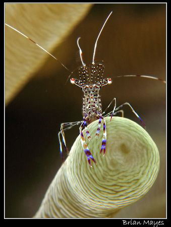 Spotted cleaner shrimp sitting on anemone tentacle. by Brian Mayes 