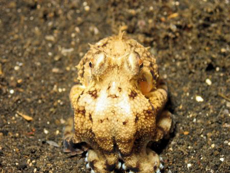 Octopus taken at Lembeh Straits by Dennis Siau 