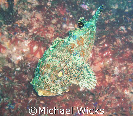 Rockfish off of Catalina Island by Michael Wicks 