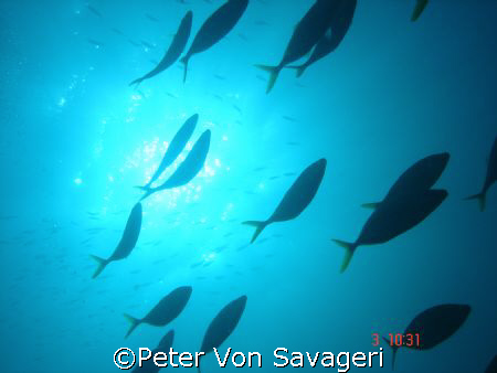 swimming free by Peter Von Savageri 