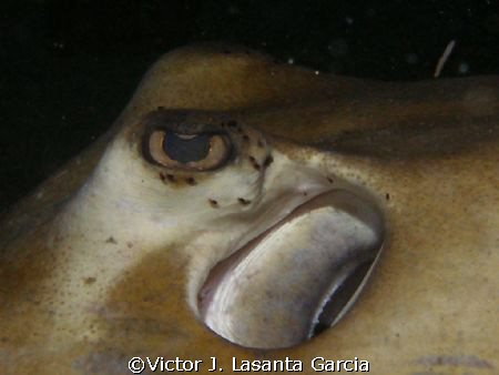 close up to a nice stingray in a night dive in river tuw ... by Victor J. Lasanta Garcia 