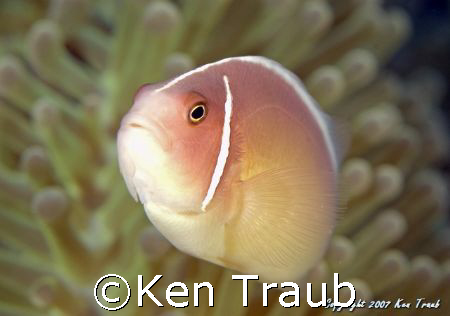 PinkAnemonie fish by Ken Traub 