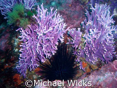 Sea Urchins and Coral off of catalina island at about 110' by Michael Wicks 