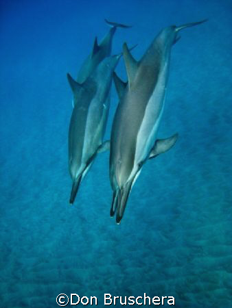 Spinner dolphins rest and play in the quiet bays of the K... by Don Bruschera 