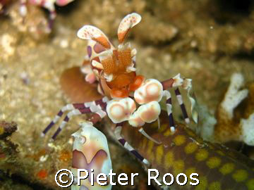 harlekin schrimp. costa rica at tortuga(key largo) taken ... by Pieter Roos 