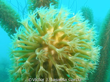 very nice octocoral at enrique reef in parguera by Victor J. Lasanta Garcia 