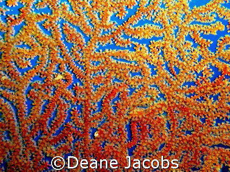 Shot of some coral, I used a Olympus 4040 in an olympus h... by Deane Jacobs 