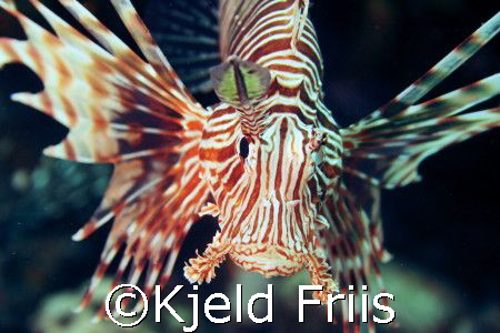 "You shoul see the other guy!"

This Lion fish was out ... by Kjeld Friis 