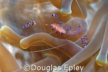 pederson shrimp, look closely and shes filled with eggs, ... by Douglas Epley 
