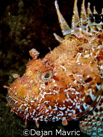 Nice scorpionfish was posing for me. Croatia, Adriatic.
... by Dejan Mavric 