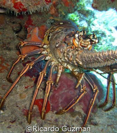 Spiny lobster at La Parguera. by Ricardo Guzman 