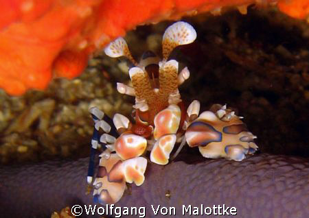 Harlequinshrimp by Wolfgang Von Malottke 