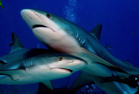 These two sharks try to post for me at the same time. by Ting Tsui 