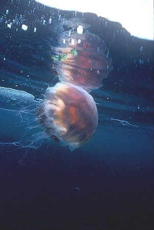 Lions Mane Jellyfish drifting near the surface, Nikon F90... by Mike Clark 