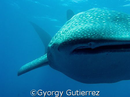 Whale Shark
Darwin - Galapagos by Gyorgy Gutierrez 