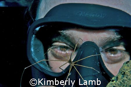 Curious Arrow Crab/Caymans/Nikon D80/60mm lens/Aquatica h... by Kimberly Lamb 