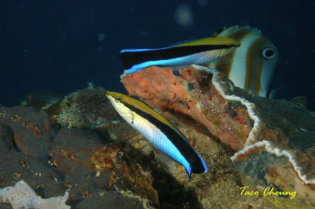 Cleaner wrasse at Moalboal with my Olympus C 7070 by Taco Cheung 