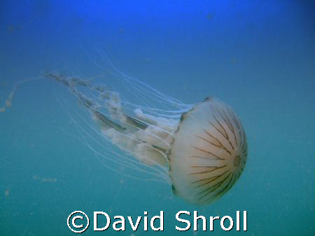 Free swimming jelly. Long tailed jelly fish. Photo taken ... by David Shroll 