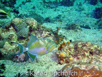Trigger fish swimming by.  sea and sea 6.1 by Karen Upchurch 