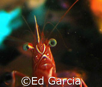A Camel Shrimp that curiously approached the camera lens ... by Ed Garcia 