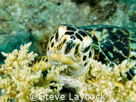 Hawksbill turtle, feeding on soft coral. The camouflage i... by Steve Laycock 