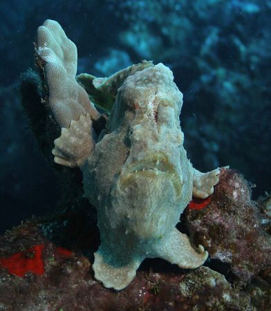 "Fish evolution", this frog fish seems to have 2 feet and... by Ting Tsui 