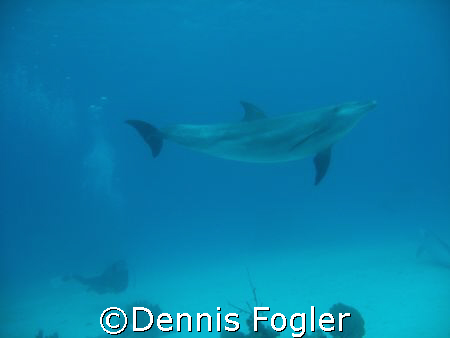 four dolphins joined our dive in grand turks. by Dennis Fogler 