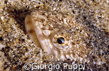 Pesce Lucertola - Isola del Giglio  by Giorgio Puppi 
