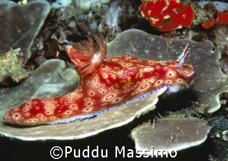 red nudibranch north sulawesi,60 mm macro by Puddu Massimo 