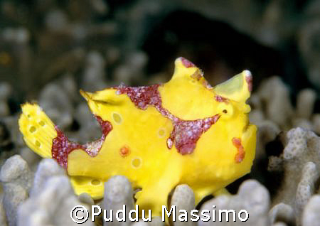 yellow frog nikon f90x 105mm macro gangga north sulawesi by Puddu Massimo 