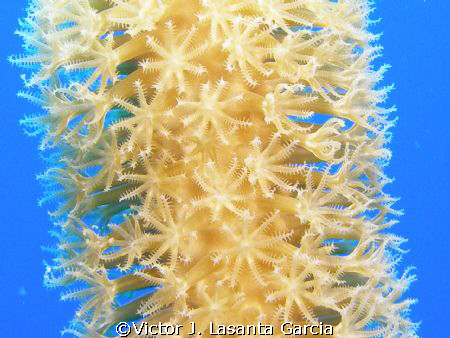 very nice octocoral in two for you  ive site in parguera ... by Victor J. Lasanta Garcia 