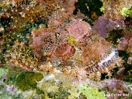 Scorpionfish chilling on the Sha'brurh Umm Gammar reef by Peter Bot 