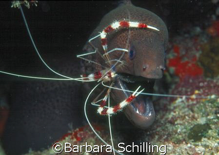This giant morray getting a clean up by a banded coral sh... by Barbara Schilling 